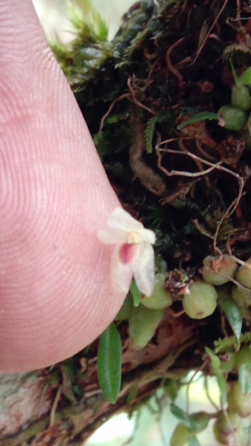 Bulbophyllum trilineatum photo 2