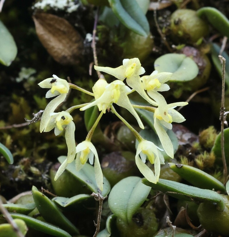 Bulbophyllum trimenii