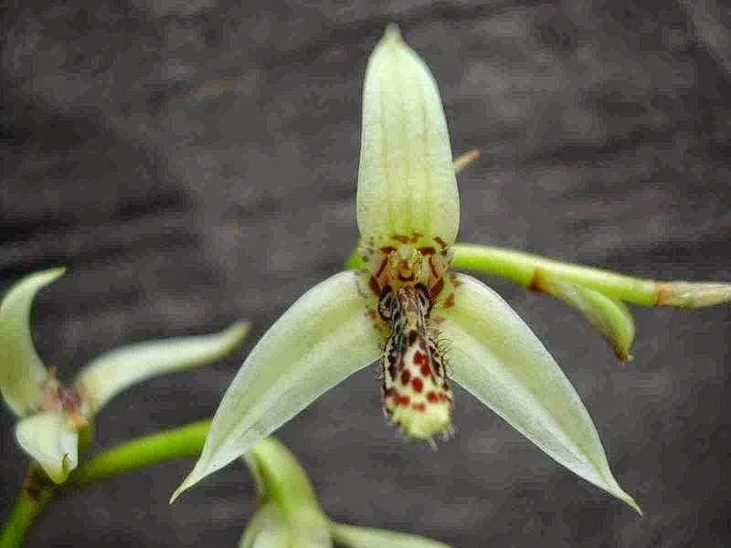 Bulbophyllum tripetalum photo 2
