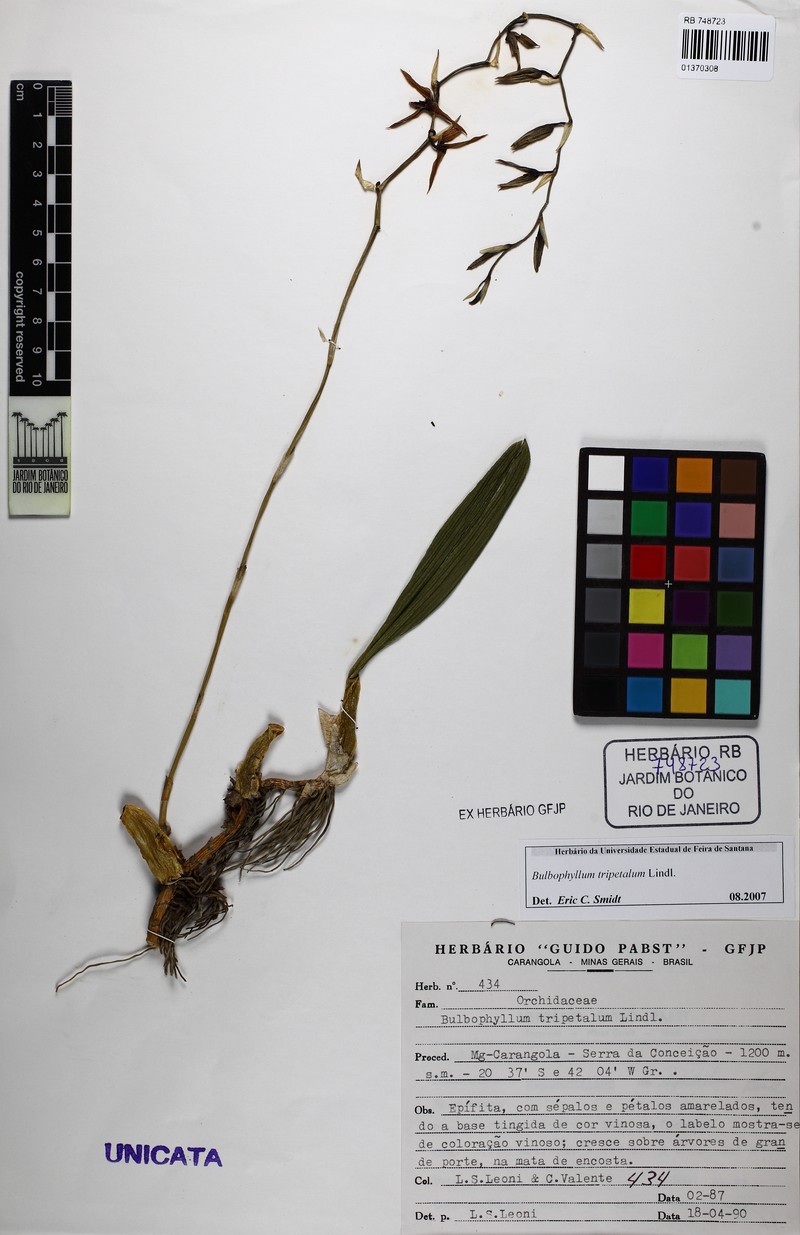 Bulbophyllum tripetalum photo 3