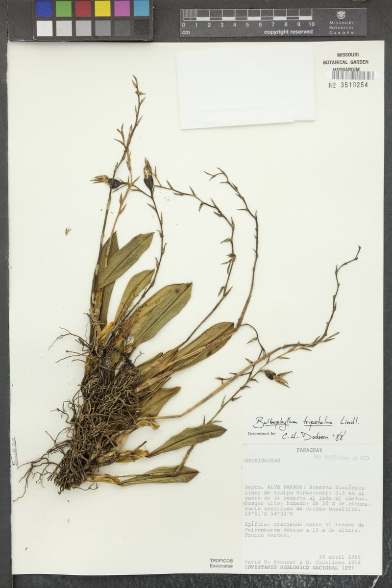 Bulbophyllum tripetalum photo 4