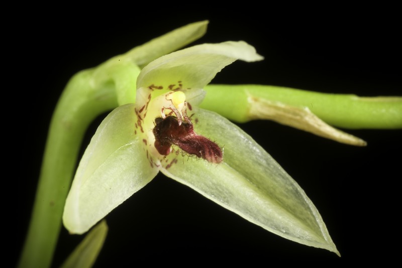 Bulbophyllum tripetalum photo 5