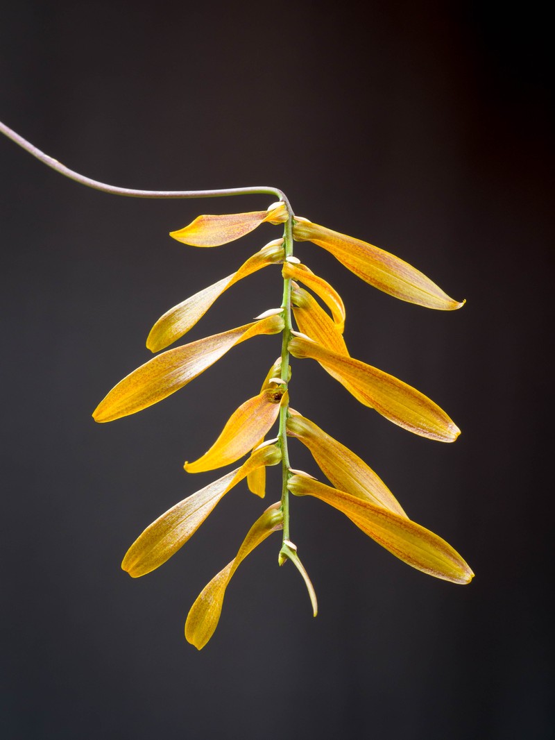 Bulbophyllum tripudians