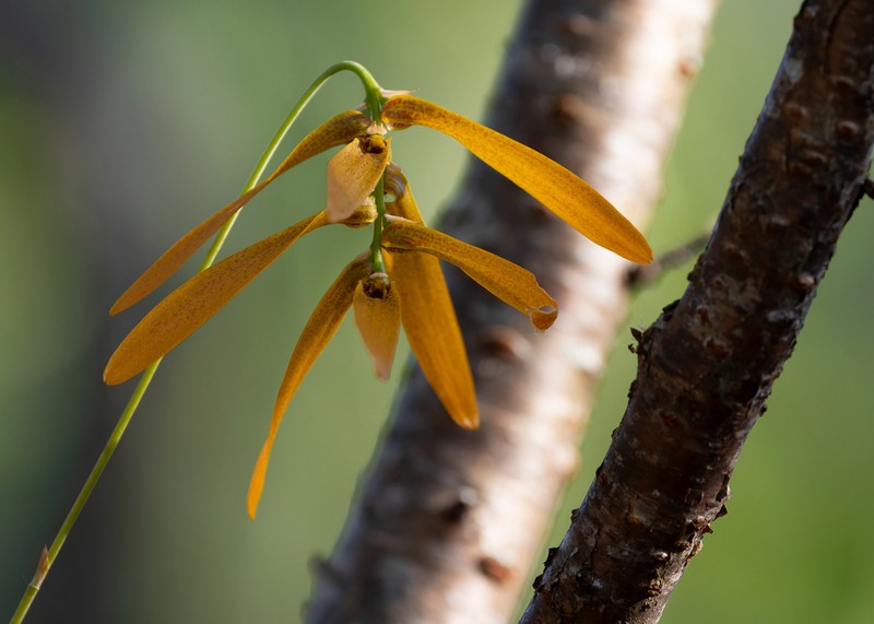 Bulbophyllum tripudians photo 2