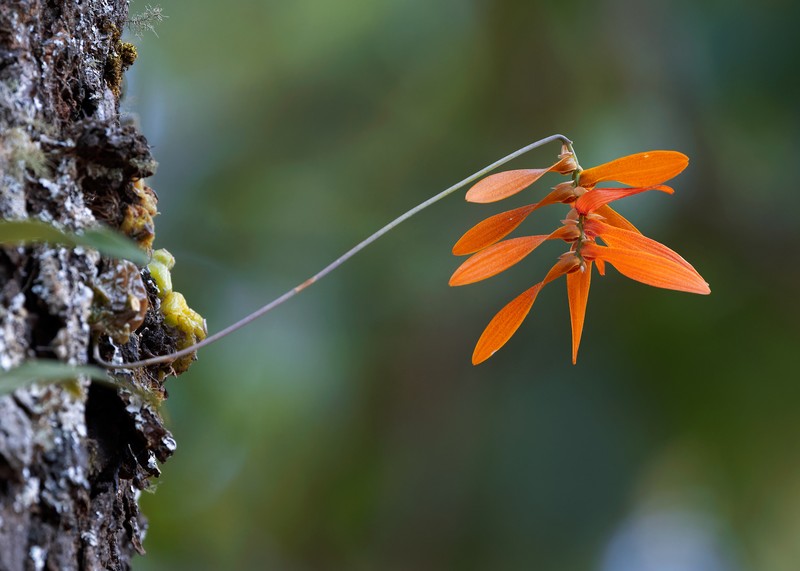 Bulbophyllum tripudians photo 4