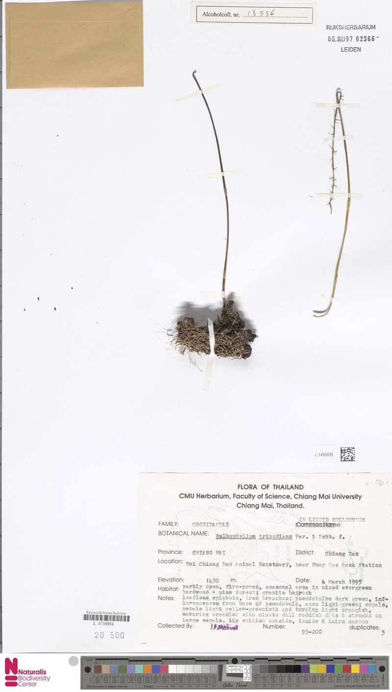 Bulbophyllum tripudians photo 6