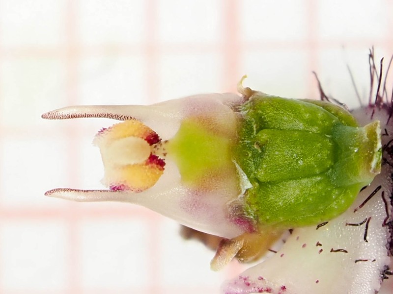 Bulbophyllum tripudians photo 7