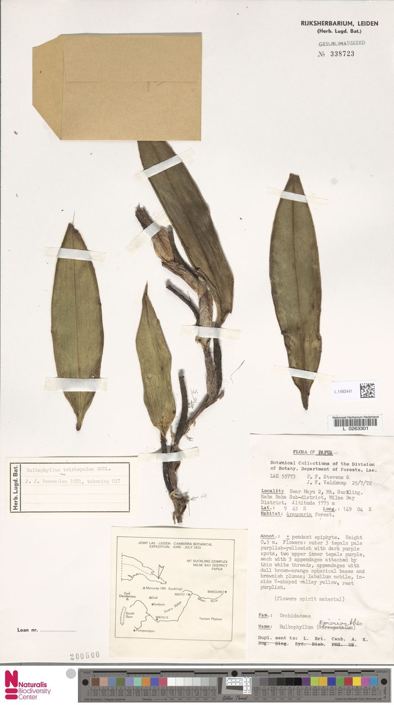 Bulbophyllum trirhopalon