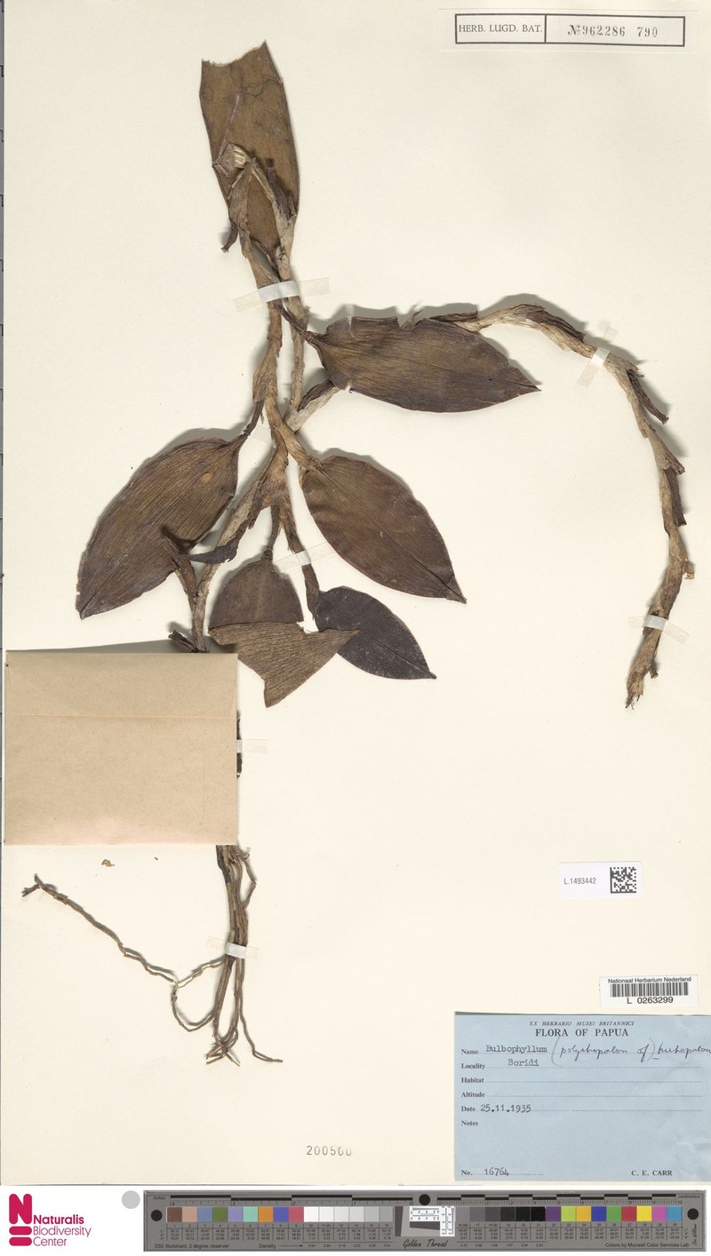 Bulbophyllum trirhopalon photo 2