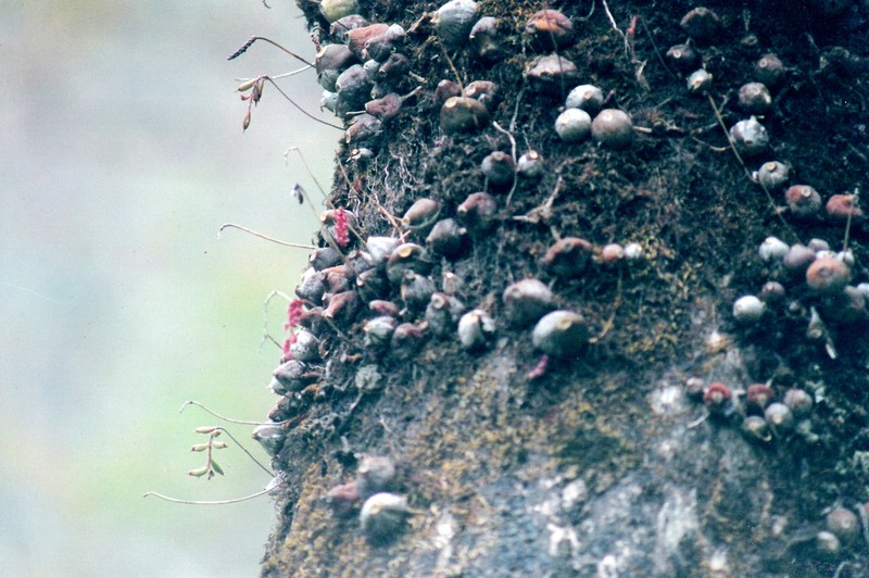 Bulbophyllum triste