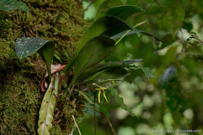 Bulbophyllum tristelidium