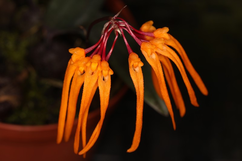 Bulbophyllum trongquyetii