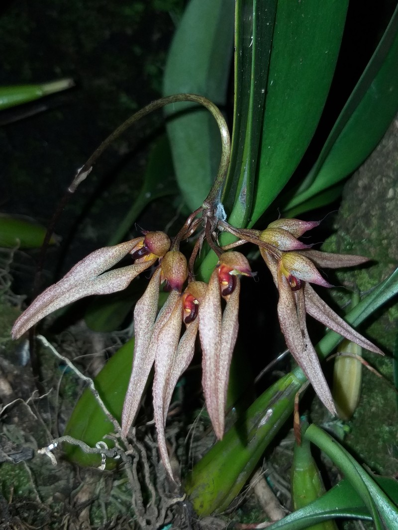 Bulbophyllum trongsaense