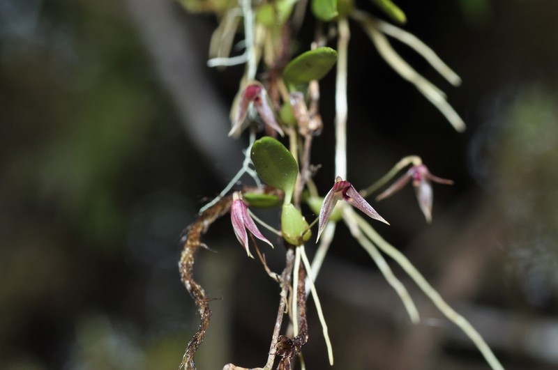 Bulbophyllum truncatum