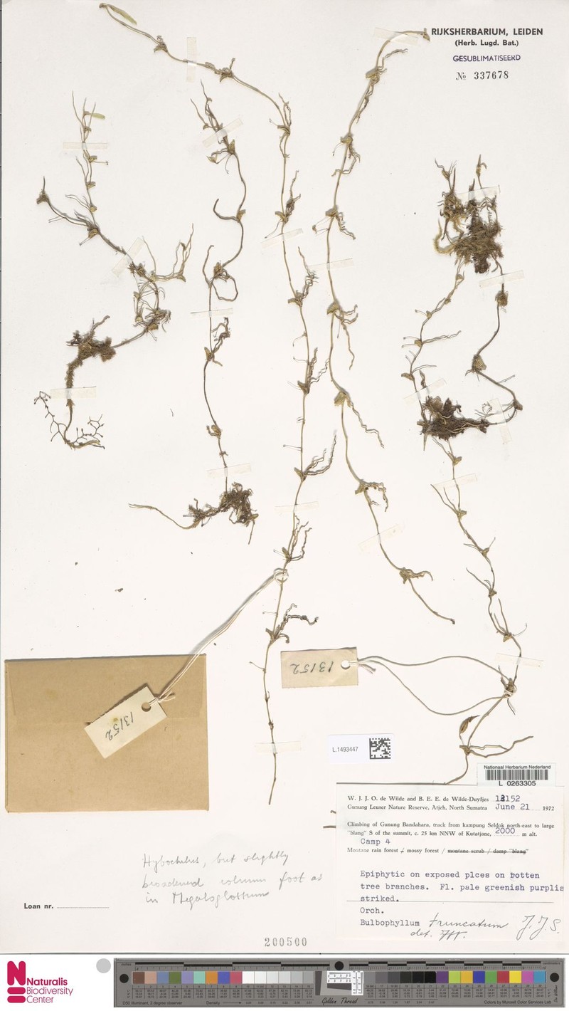 Bulbophyllum truncatum photo 2