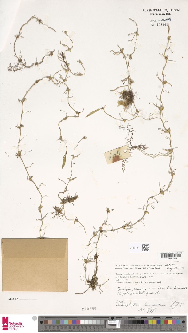 Bulbophyllum truncatum photo 3