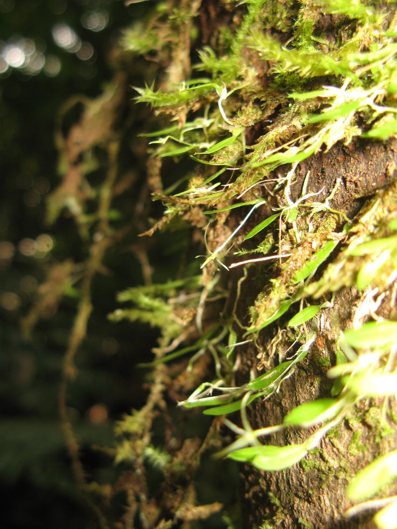 Bulbophyllum tryssum photo 2