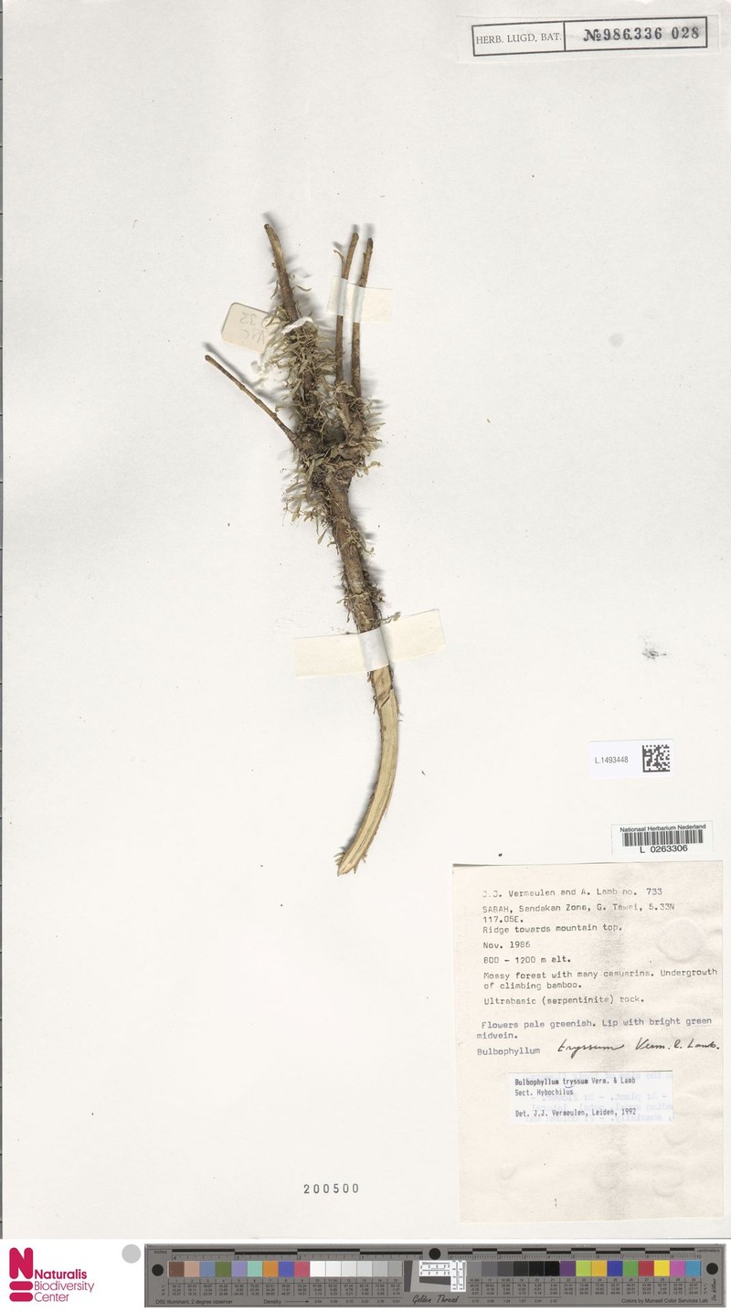 Bulbophyllum tryssum photo 4