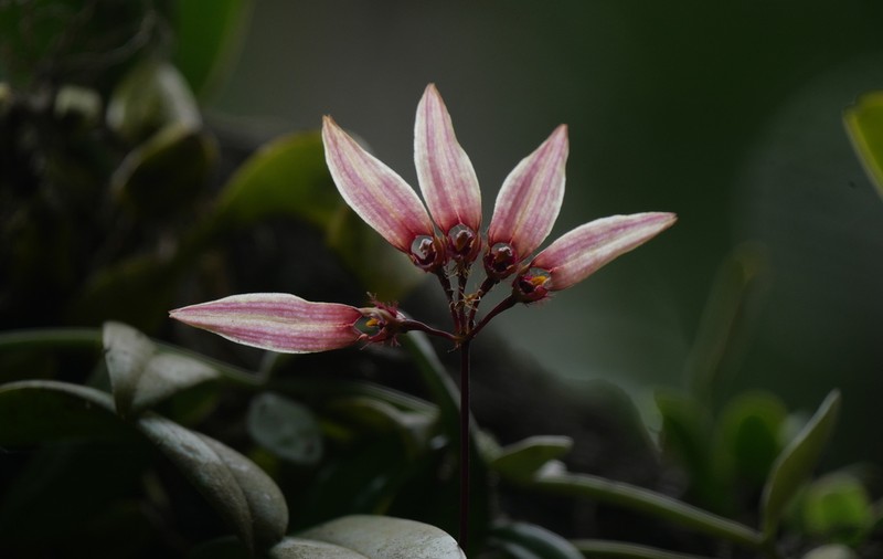 Bulbophyllum tseanum