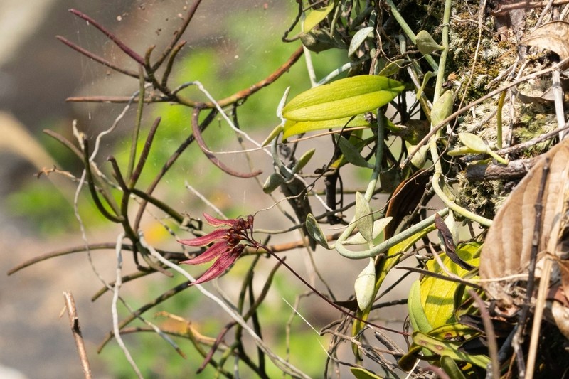 Bulbophyllum tseanum photo 2