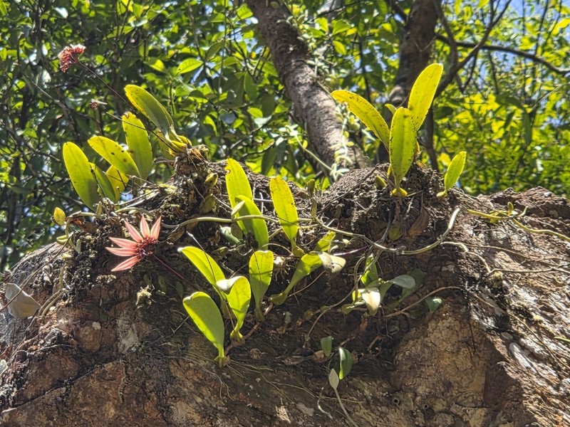 Bulbophyllum tseanum photo 3