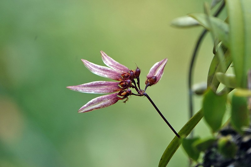 Bulbophyllum tseanum photo 4