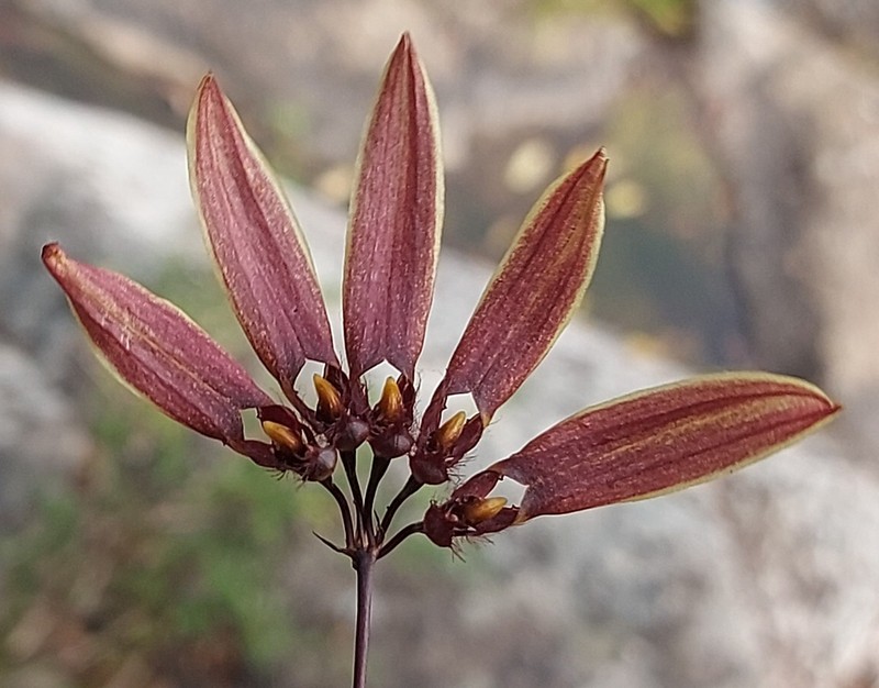 Bulbophyllum tseanum photo 5