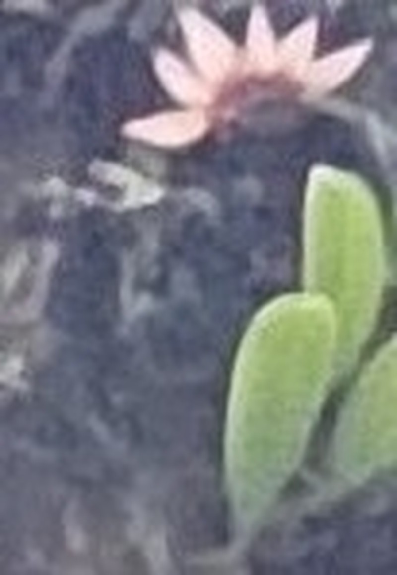 Bulbophyllum tseanum photo 6