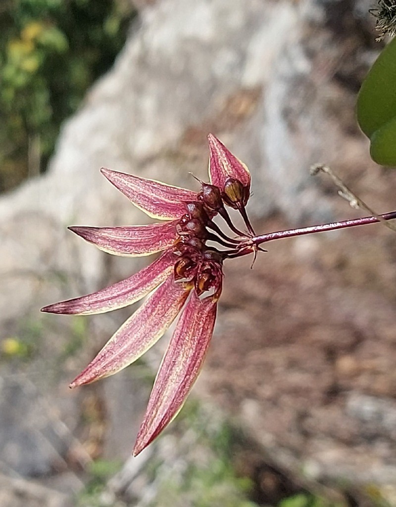 Bulbophyllum tseanum photo 7