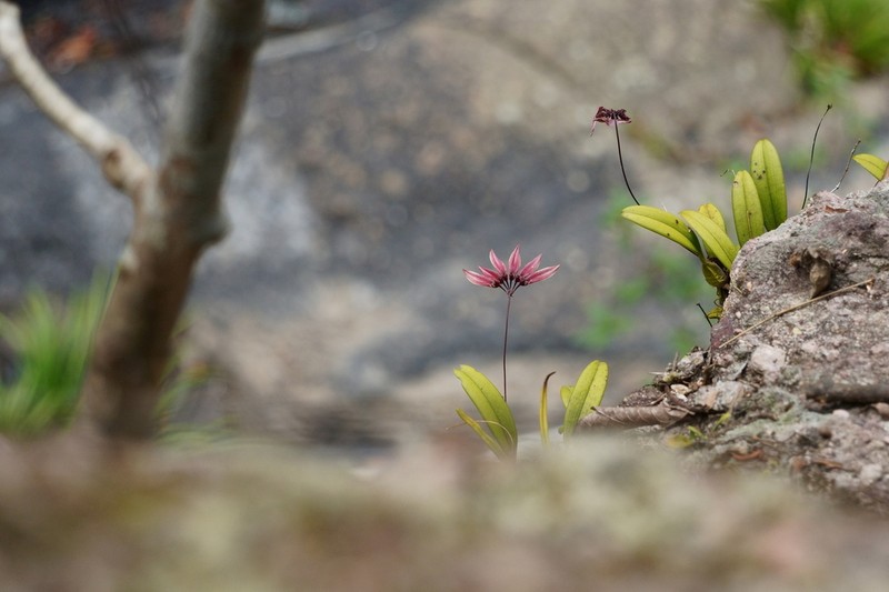 Bulbophyllum tseanum photo 8