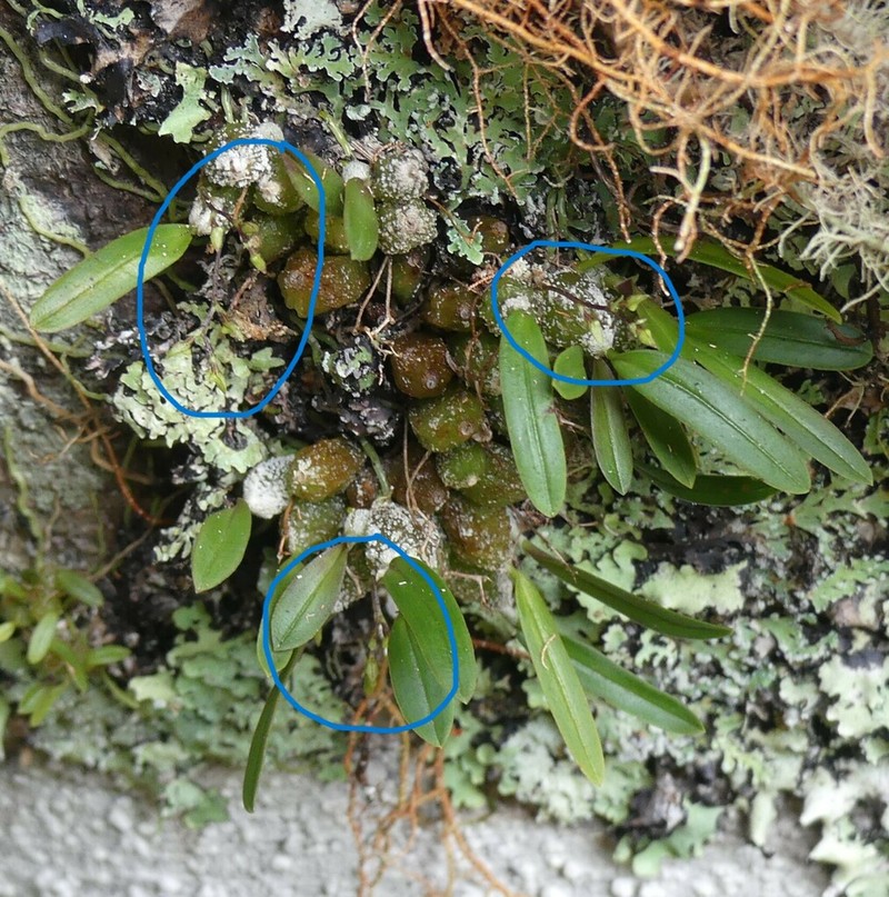 Bulbophyllum tuberculatum photo 2