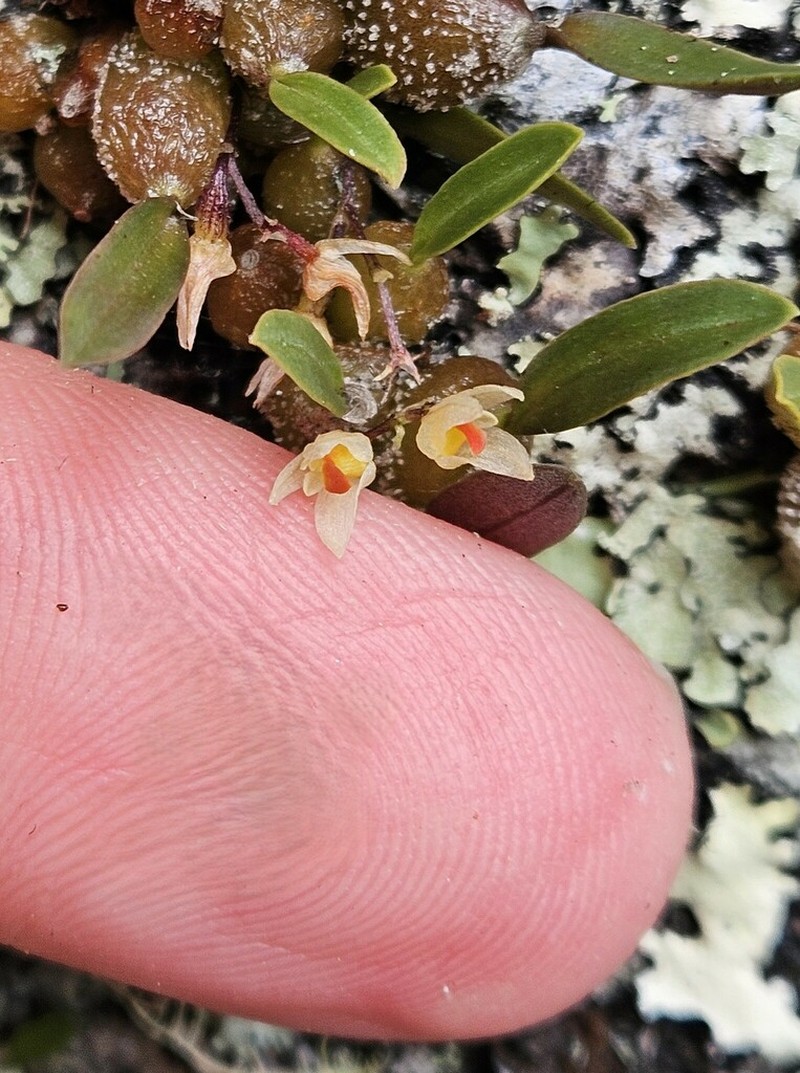 Bulbophyllum tuberculatum photo 3