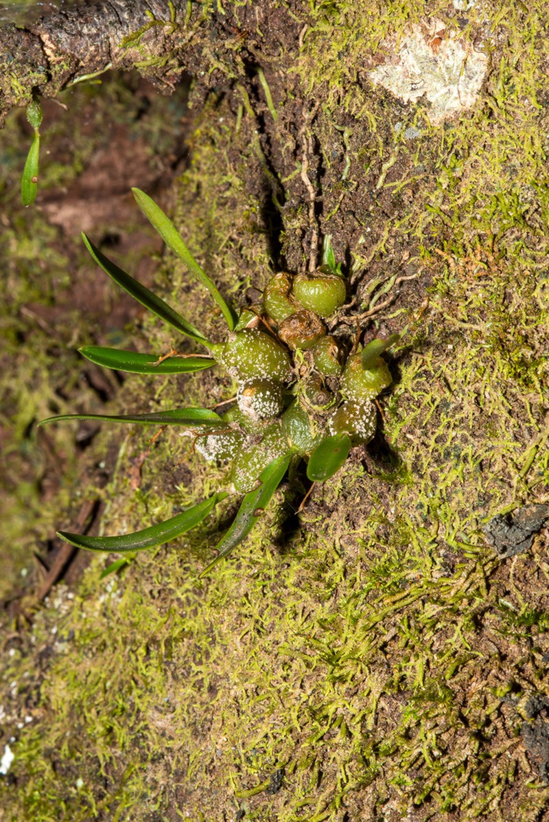 Bulbophyllum tuberculatum photo 4