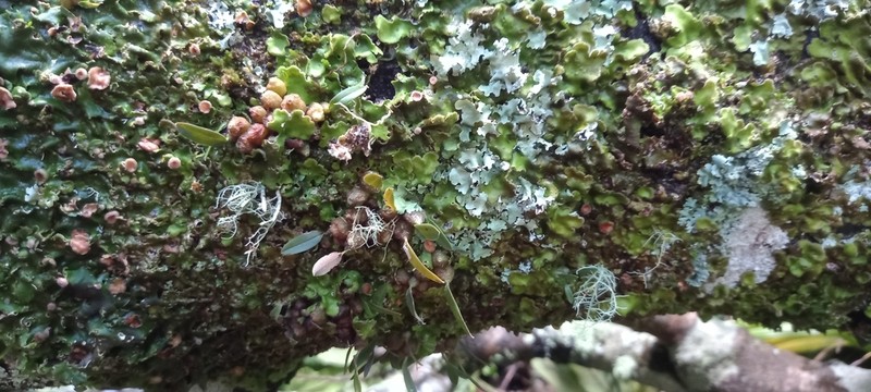 Bulbophyllum tuberculatum photo 5