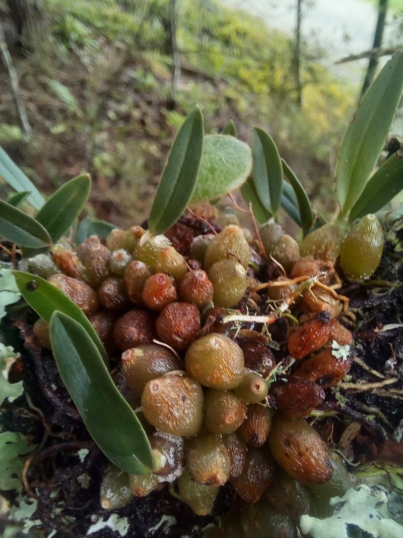 Bulbophyllum tuberculatum photo 6