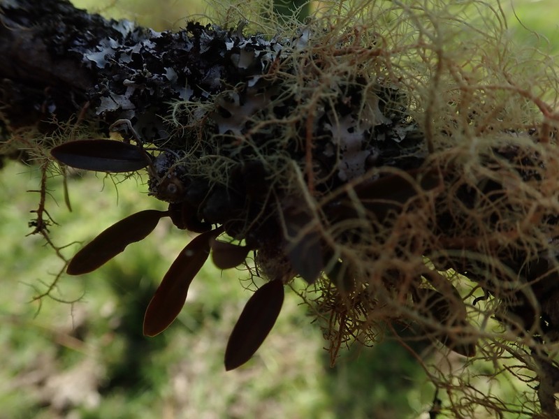 Bulbophyllum tuberculatum photo 7