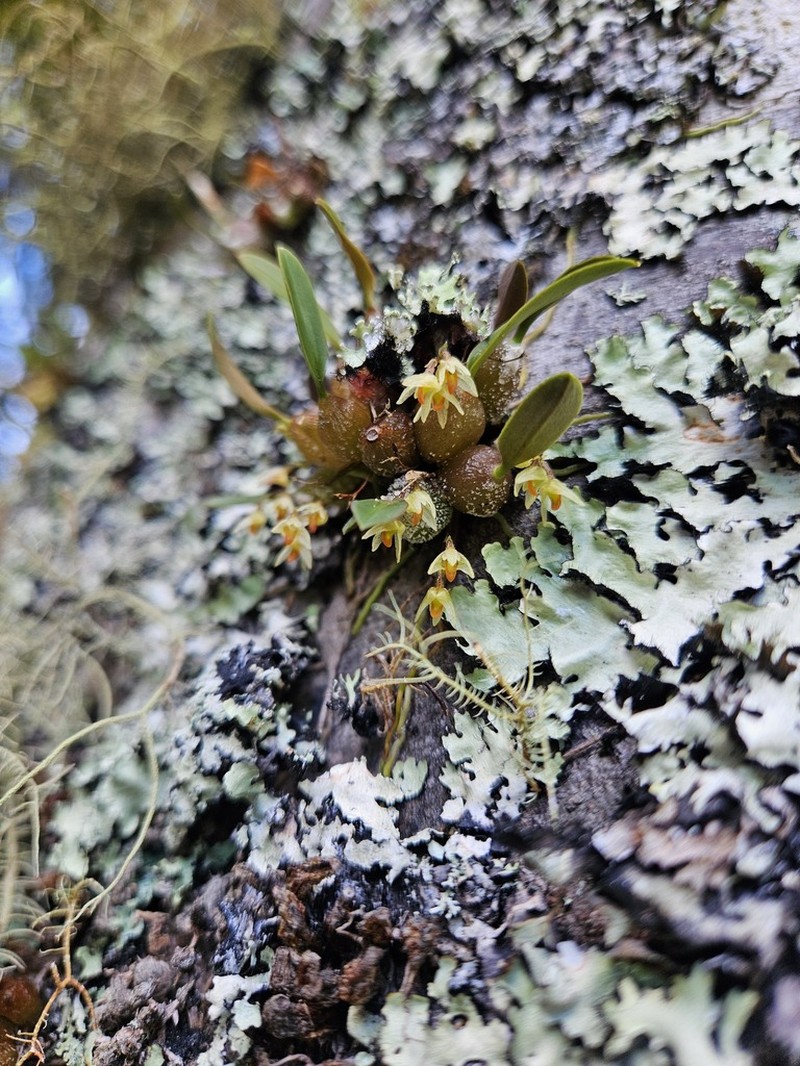 Bulbophyllum tuberculatum photo 8