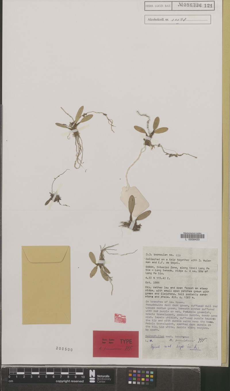 Bulbophyllum tumidum