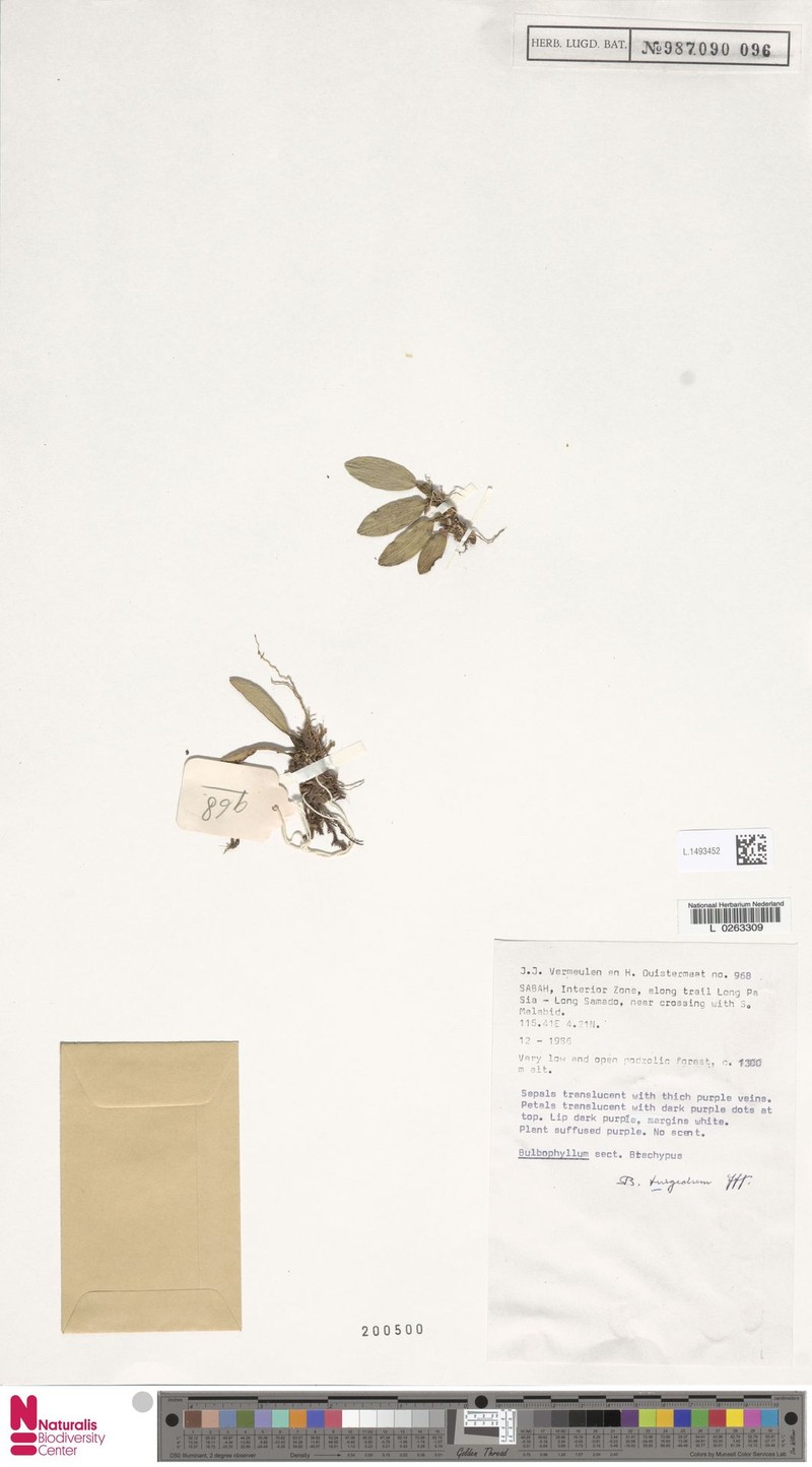 Bulbophyllum turgidum photo 2