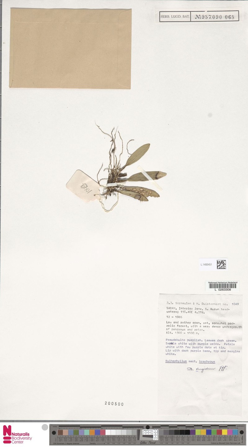 Bulbophyllum turgidum photo 3