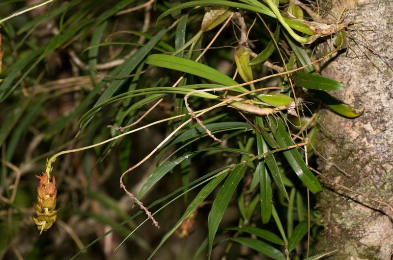 Bulbophyllum turkii