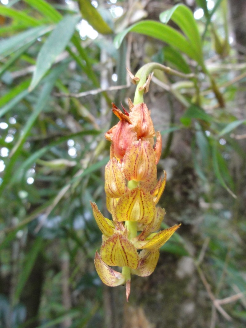 Bulbophyllum turkii photo 2
