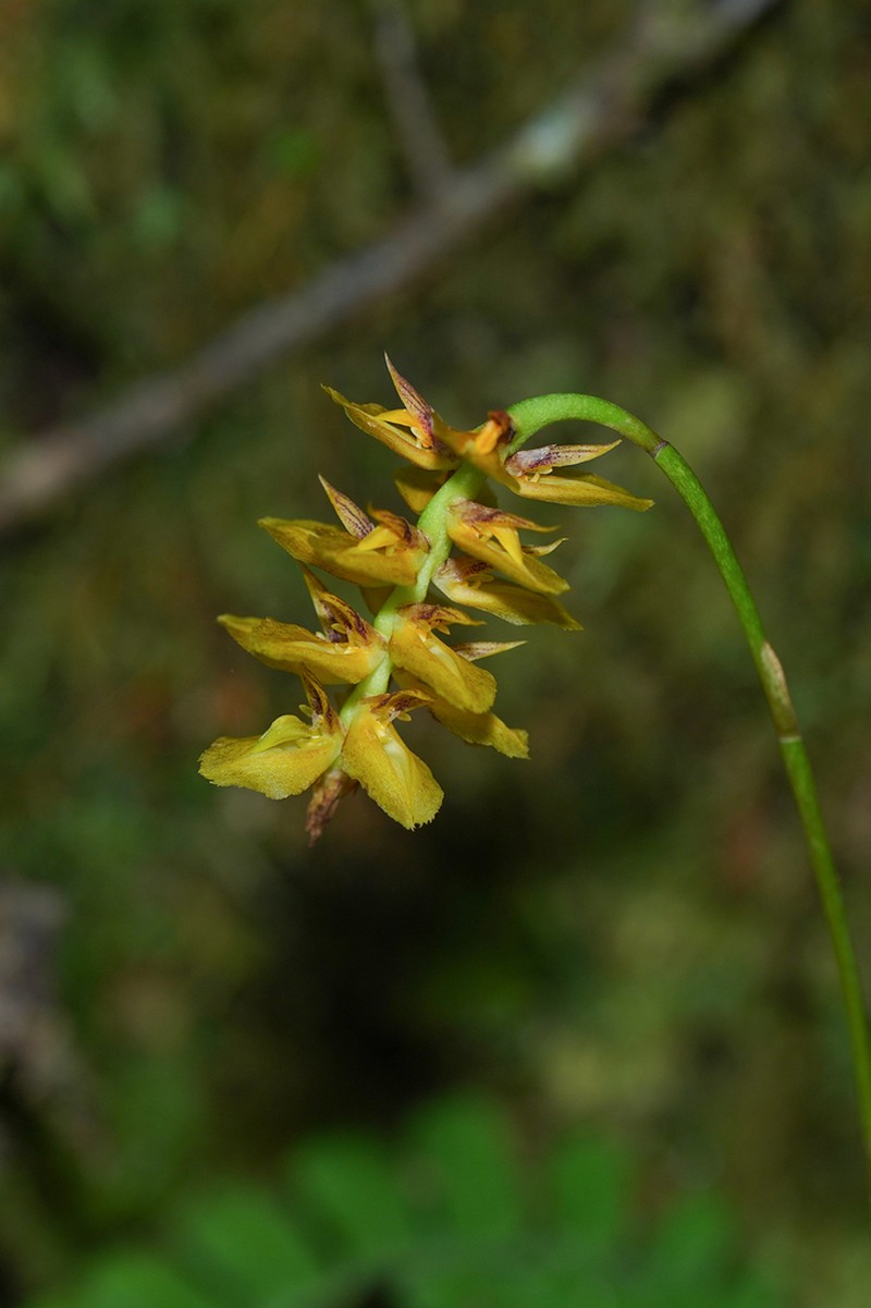 Bulbophyllum turkii photo 3