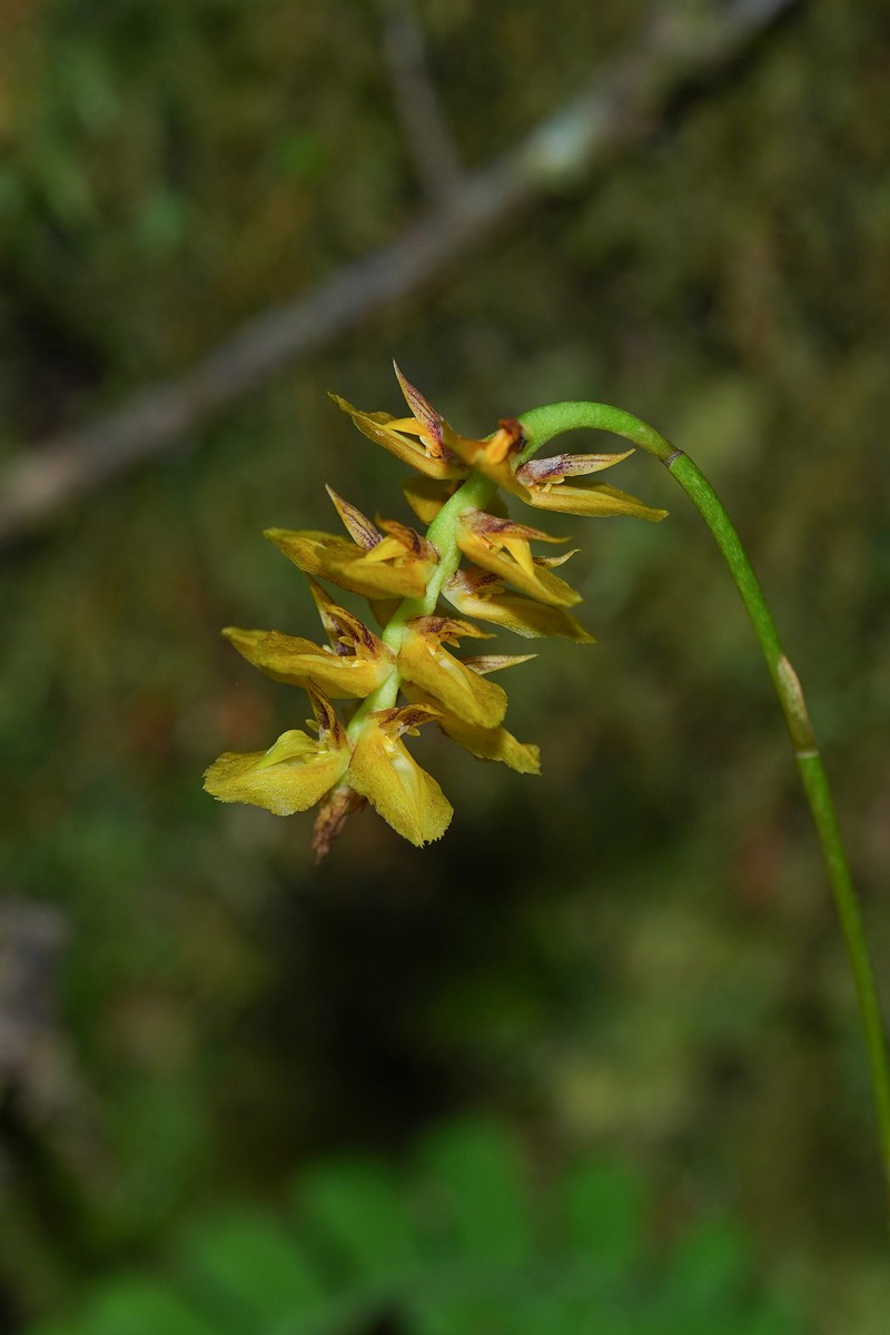 Bulbophyllum turkii photo 4