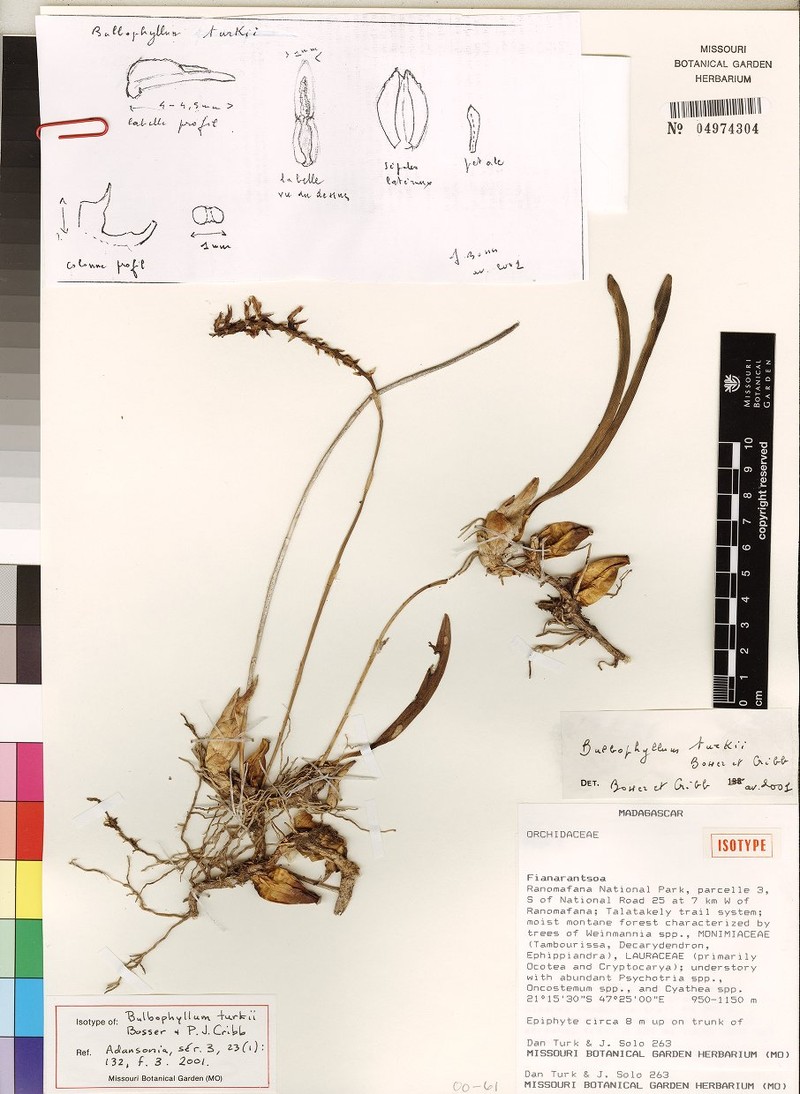 Bulbophyllum turkii photo 6