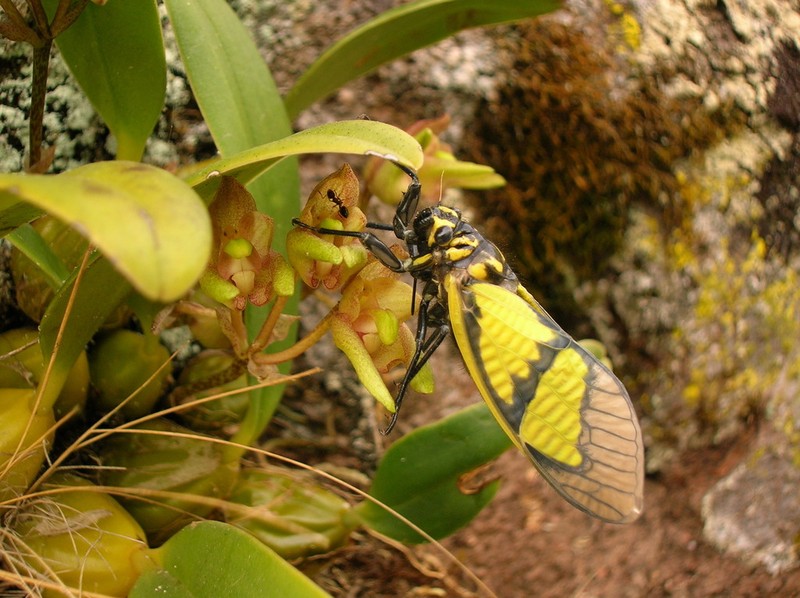 Bulbophyllum umbellatum photo 2