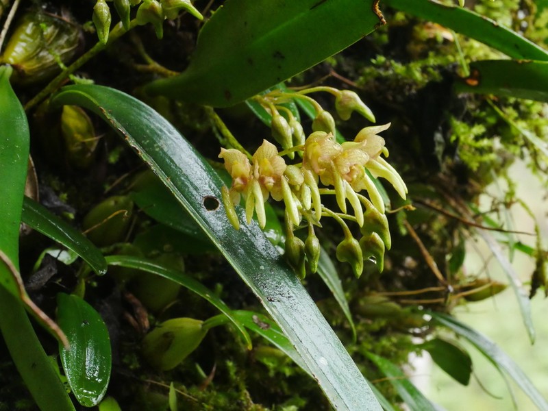 Bulbophyllum umbellatum photo 3