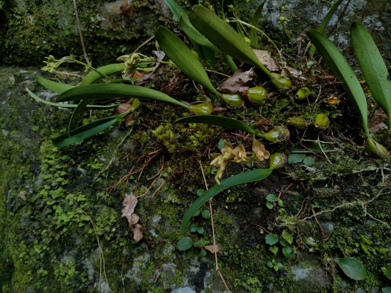Bulbophyllum umbellatum photo 4