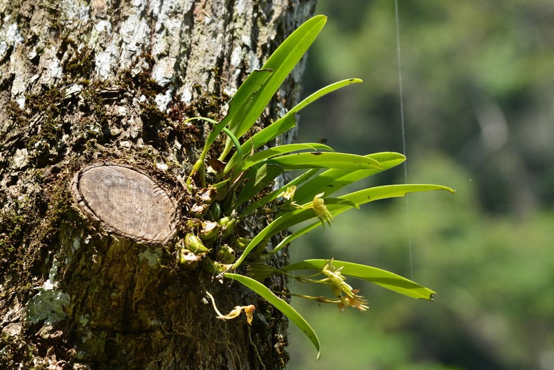 Bulbophyllum umbellatum photo 5