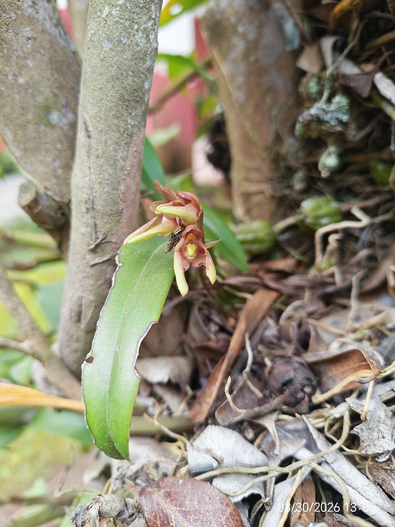 Bulbophyllum umbellatum photo 6